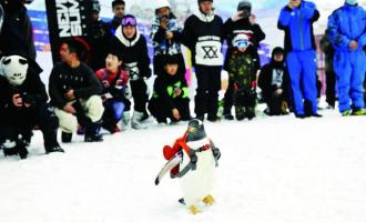 “淘学企鹅”新动作 全球最大室内滑雪场玩快闪